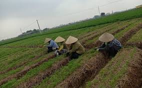 Cẩm Giàng thúc đẩy thời vụ gieo trồng cây cà rốt trên đất bãi ngoài đê